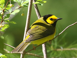 Hooded Warbler - 5/5/20, Williamsport Water Authority &copy; Bobby Brown
