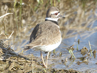 Killdeer - 3/8/20, Nisbet &copy; Bobby Brown