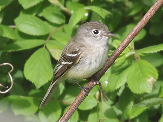 Least Flycatcher - 5/16/20, Mill St. &copy; Bobby Brown