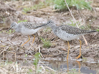Lesser and Greater Yellowlegs - 4/14/20, Mill St. &copy; Bobby Brown