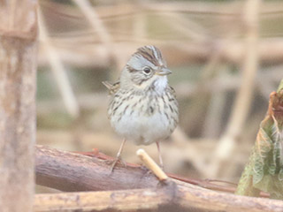 Lincoln's Sparrow - 5/15/20, Mill St. &copy; Bobby Brown