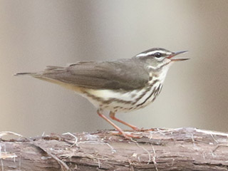 Louisiana Waterthrush - 4/12/20, Mill St. &copy; Bobby Brown