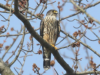 Merlin - 4/5/20, Montoursville &copy; Bobby Brown