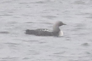 Pacific Loon - 4/30/20, Rose Valley Lake &copy; Bobby Brown