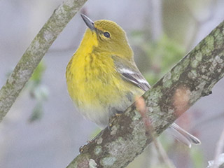 Pine Warbler - 4/18/20, Rose Valley Lake &copy; Bobby Brown