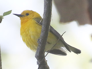 Prothonotary Warbler - 5/21/20, Indian Park &copy; Bobby Brown