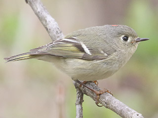 Ruby-crowned Kinglet - 4/25/20, Rose Valley Lake &copy; Bobby Brown