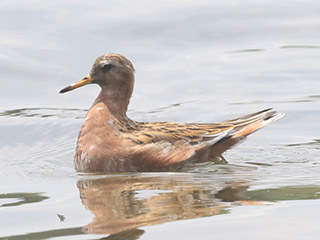 Red Phalarope - 5/25/20, Rose Valley Lake &copy; Bobby Brown
