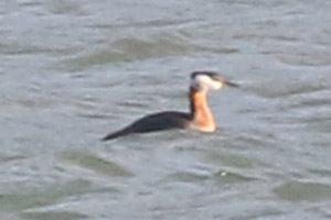 Red-necked Grebe - 4/13/20, Williamsport Dam &copy; Bobby Brown