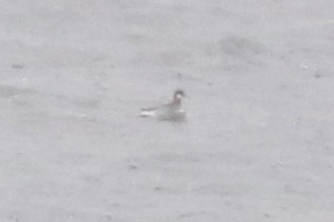 Red-necked Phalarope - 4/30/20, Rose Valley Lake &copy; Bobby Brown
