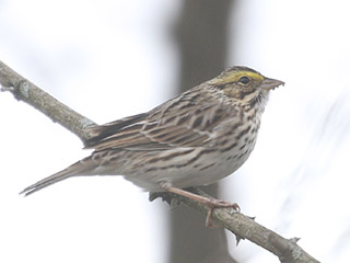 Savannah Sparrow - 4/10/20, Mill St. &copy; Bobby Brown