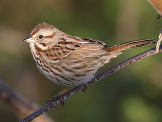 Song Sparrow - 5/5/20, Canfield Island &copy; Bobby Brown