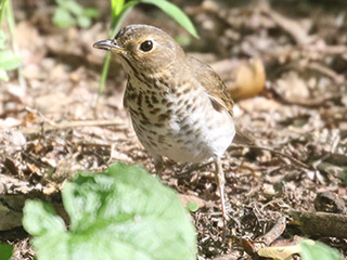 Swainson's Thrush - 5/21/20, Indian Park &copy; Bobby Brown