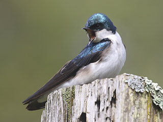 Tree Swallow - 5/16/20, Williamsport &copy; Bobby Brown