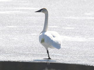Trumpeter Swan - 3/1/20, Rose Valley Lake &copy; Bobby Brown
