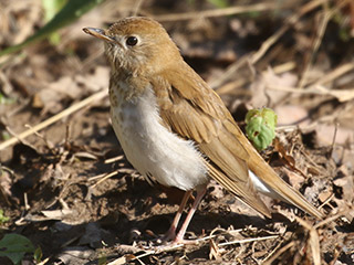Veery - 5/7/20, Trout Run Park &copy; Bobby Brown