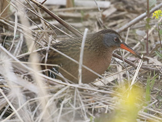 Virginia Rail - 5/14/20, Antes Fort &copy; Bobby Brown