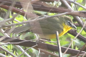Yellow-breasted Chat - 5/17/20, SGL 252 &copy; Bobby Brown