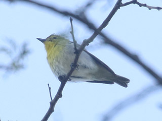 Yellow-throated Vireo - 5/21/20, Canfield Island &copy; Bobby Brown