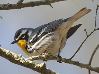 Yellow-throated Warbler - 5/7/20, Trout Run Park &copy; Bobby Brown