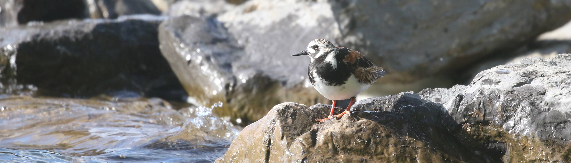 Seasonal Report - Summer 2020