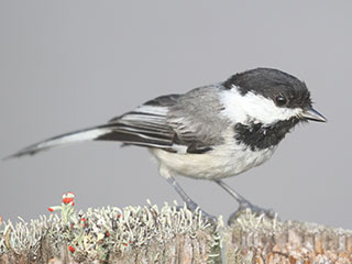 Black-capped Chickadee - 6/21/20, Rose Valley Lake &copy; Bobby Brown