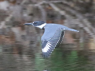 Belted Kingfisher - 7/7/20, Mill St. &copy; Bobby Brown