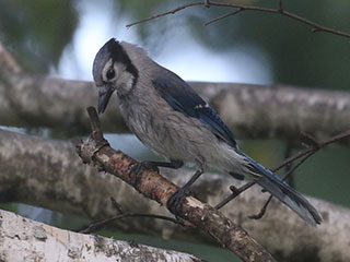 Blue Jay - 7/24/20, Montoursville &copy; Bobby Brown