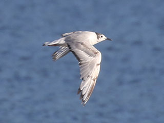 Bonaparte's Gull - 7/12/20, Rose Valley Lake &copy; Bobby Brown