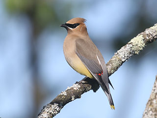 Cedar Waxwing - 6/7/20, Rose Valley Lake &copy; Bobby Brown