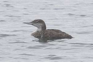 Common Loon - 6/27/20, Williamsport Dam &copy; Bobby Brown