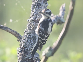 Downy Woodpecker - 7/12/20, Rose Valley Lake &copy; Bobby Brown