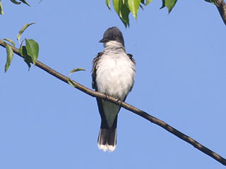 Eastern Kingbird - 6/7/20, Rose Valley Lake &copy; Bobby Brown