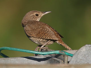 House Wren - 7/19/20, Rose Valley Lake &copy; Bobby Brown