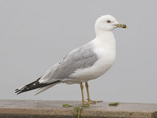 Ring-billed Gull - 6/27/20, Rose Valley Lake &copy; Bobby Brown