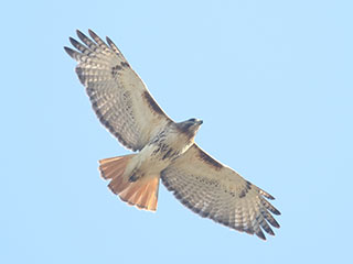 Red-tailed Hawk - 7/28/20, Montoursville &copy; Bobby Brown