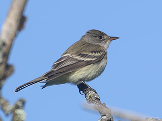 Willow Flycatcher - 6/7/20, Rose Valley Lake &copy; Bobby Brown