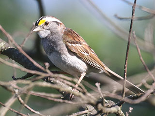 White-throated Sparrow - 7/12/20, Rose Valley Lake &copy; Bobby Brown