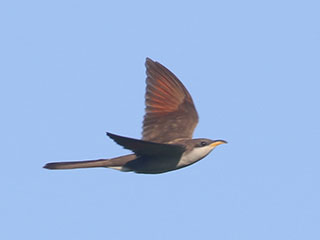 Yellow-billed Cuckoo - 6/21/20, Mill St. &copy; Bobby Brown