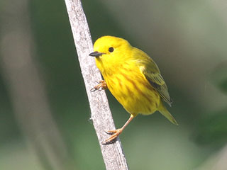 Yellow Warbler - 6/7/20, Rose Valley Lake &copy; Bobby Brown