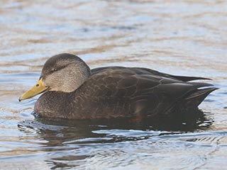American Black Duck - 1/4/22, Indian Park &copy; Bobby Brown