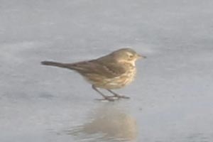 American Pipit - 1/18/22, Williamsport Dam &copy; Bobby Brown