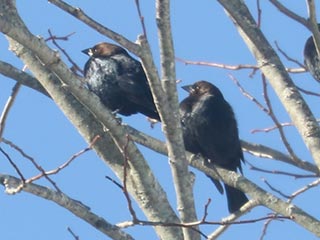Brown-headed Cowbirds - 1/8/22, Jackson Twp. &copy; Bobby Brown