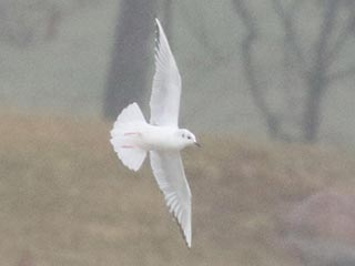 Bonaparte's Gull - 12/18/21, Lycoming County Landfill &copy; Bobby Brown