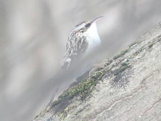 Brown Creeper - 1/30/22, Mill St. &copy; Bobby Brown