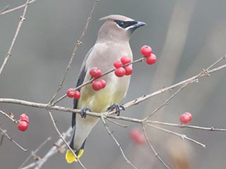 Cedar Waxwing - 12/4/21, Rose Valley Lake &copy; Bobby Brown