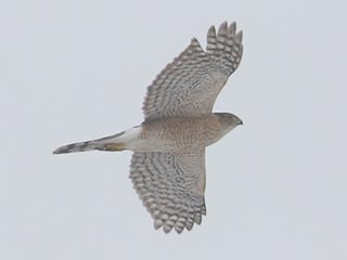 Cooper's Hawk - 2/10/22, Robert Porter Allen Natural Area &copy; Bobby Brown