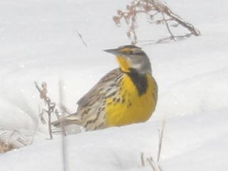 Eastern Meadowlark - 2/6/22, Mill Hill Rd. &copy; Bobby Brown
