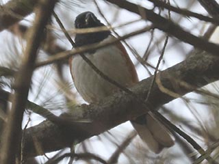 Eastern Towhee - 1/6/22, Lycoming County Conservation Trail &copy; Bobby Brown