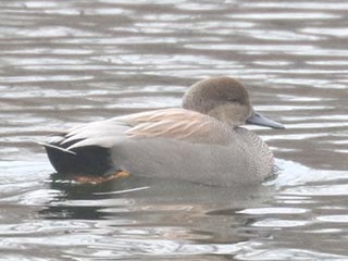 Gadwall - 1/5/22, Indian Park &copy; Bobby Brown